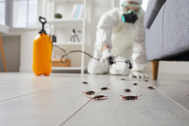 Commercial Kitchen Cockroach Control in Halsey